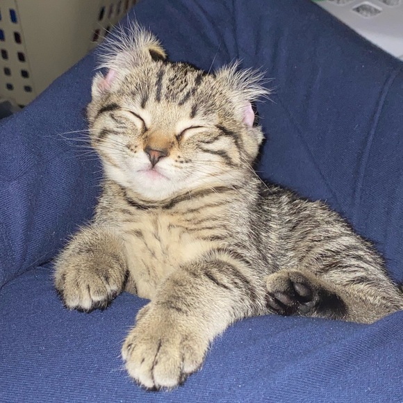 Meet your Posher, Joslyn - Picture 3 of 6